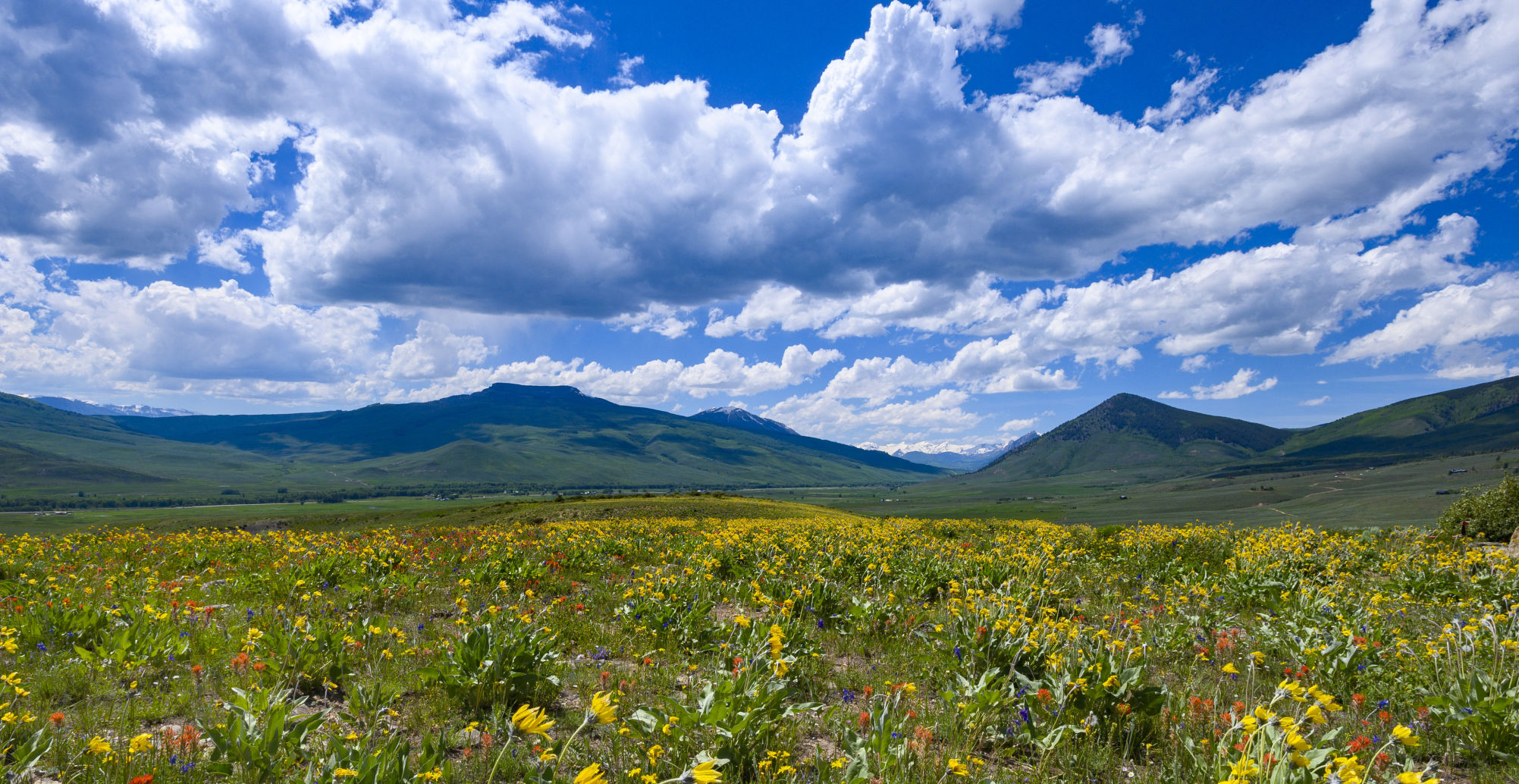06_27_19 wildflowers0007.jpg